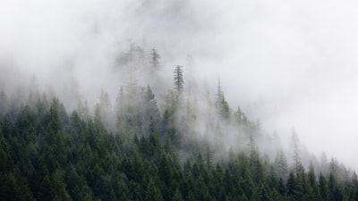雾霭笼罩的青松照片